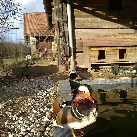 Aneri * 卢布尔雅那